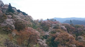 吉野山の千本桜