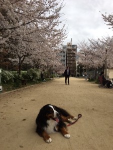 桜とワンコ